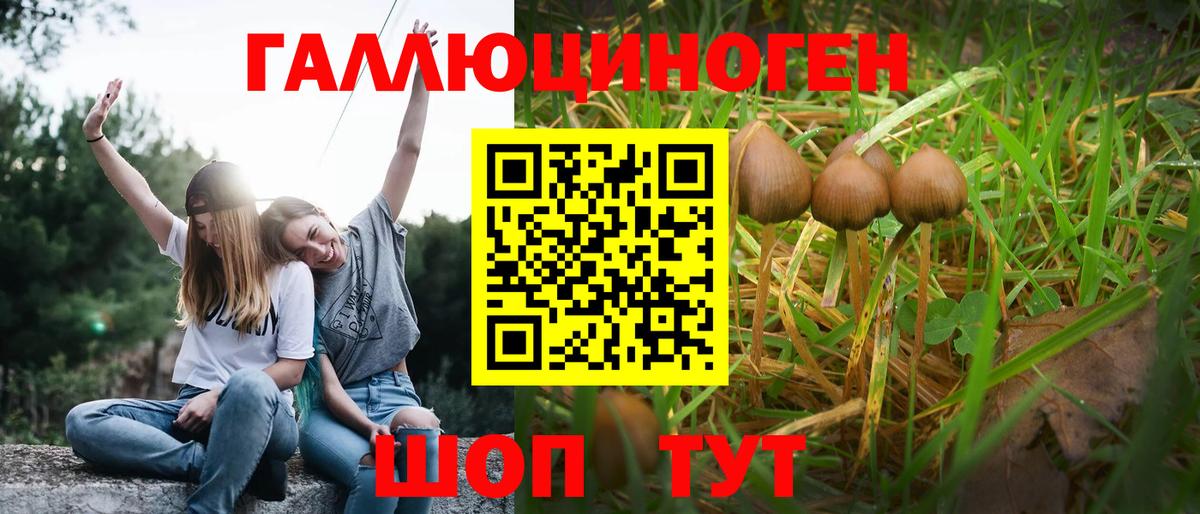 Ахтубинск  Псилоцибиновые грибы Psilocybe  Вход с VPN 